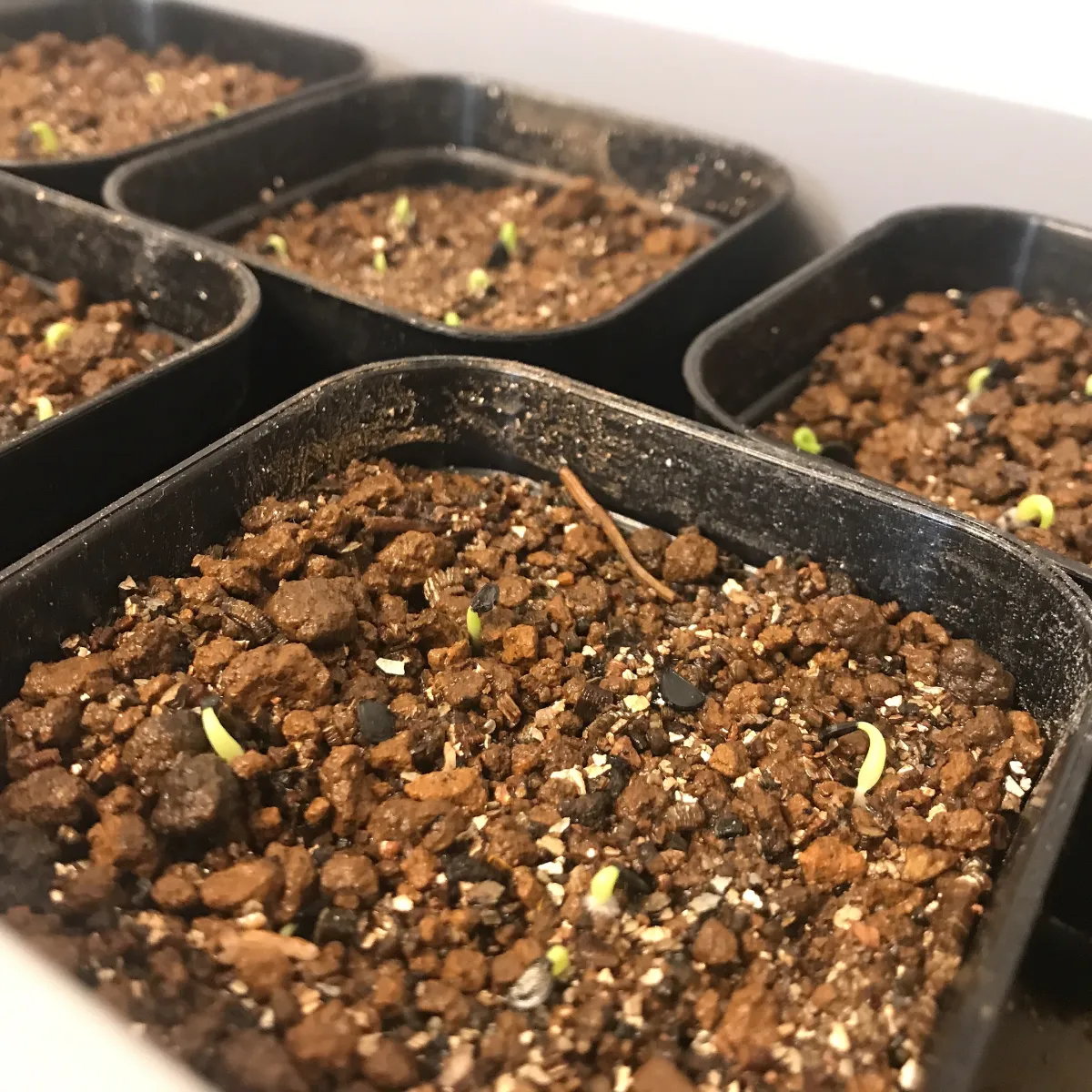 Agave titanota Blue Lot. (アガベ チタノタブルー)