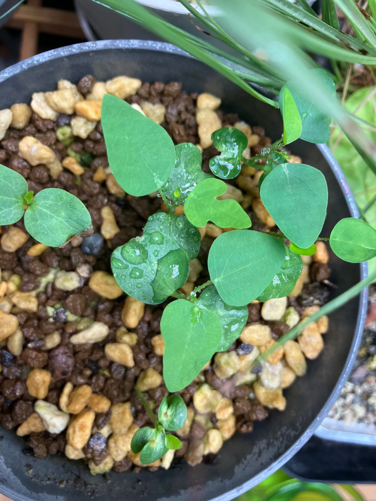 Adenia glauca ([種子/高難度] アデニア グラウカ)