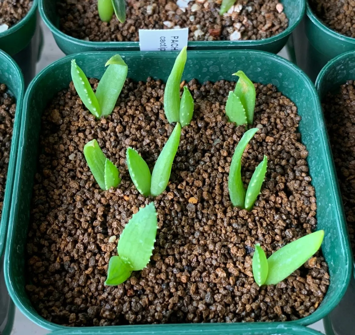 Aloe dichotoma (アロエ ディコトマ)