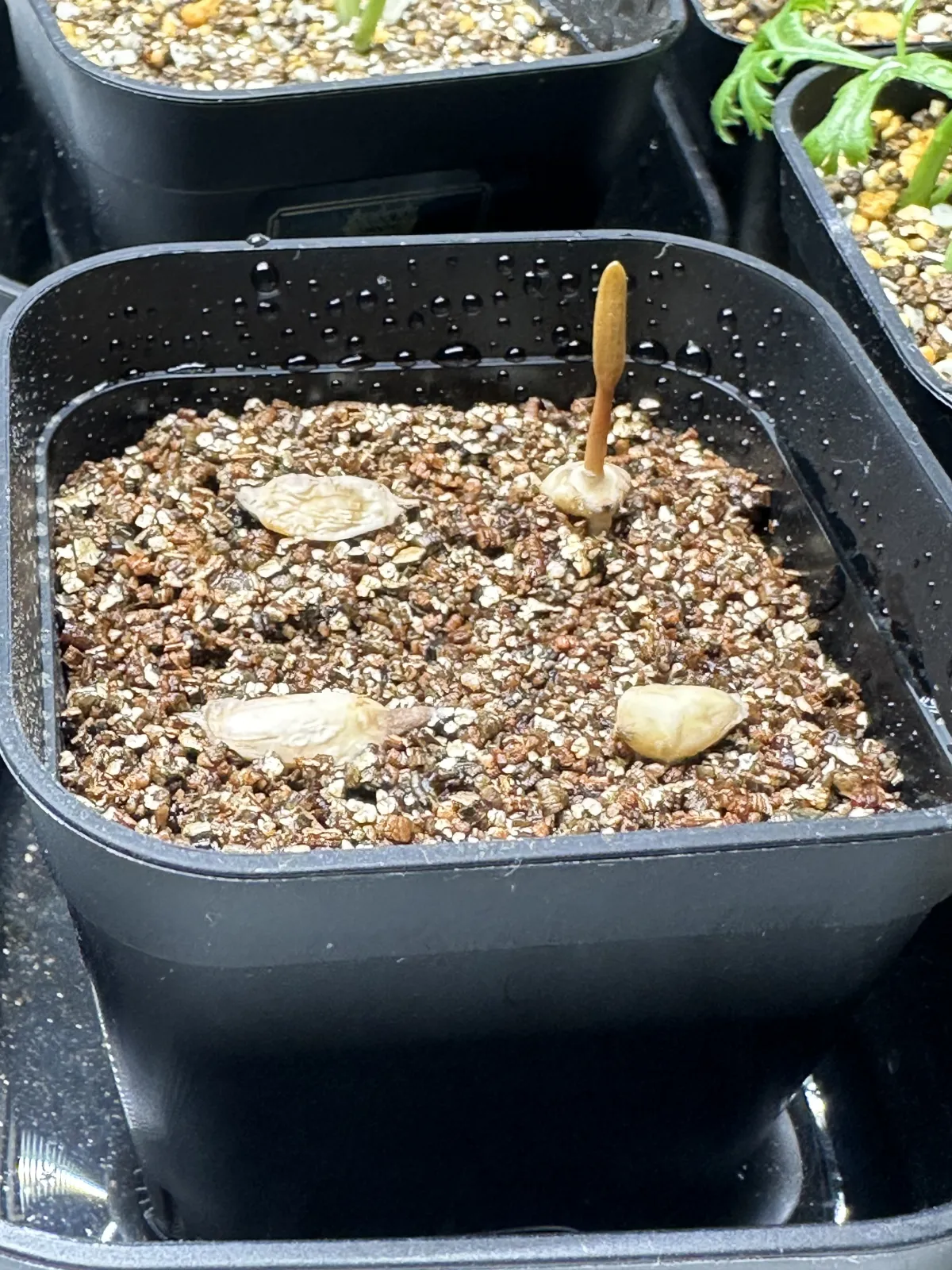Welwitschia mirabilis ([無料種子/発芽難ロット] ウェルウィッチア ミラビリス 奇想天外)