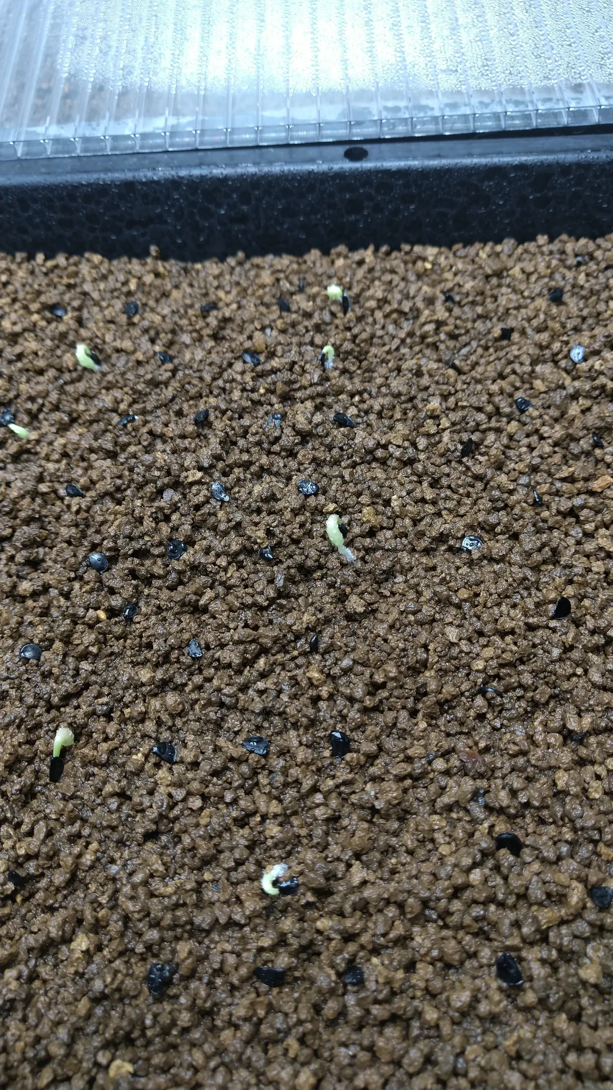 Agave oteroi Lot. (アガベ オテロイ)