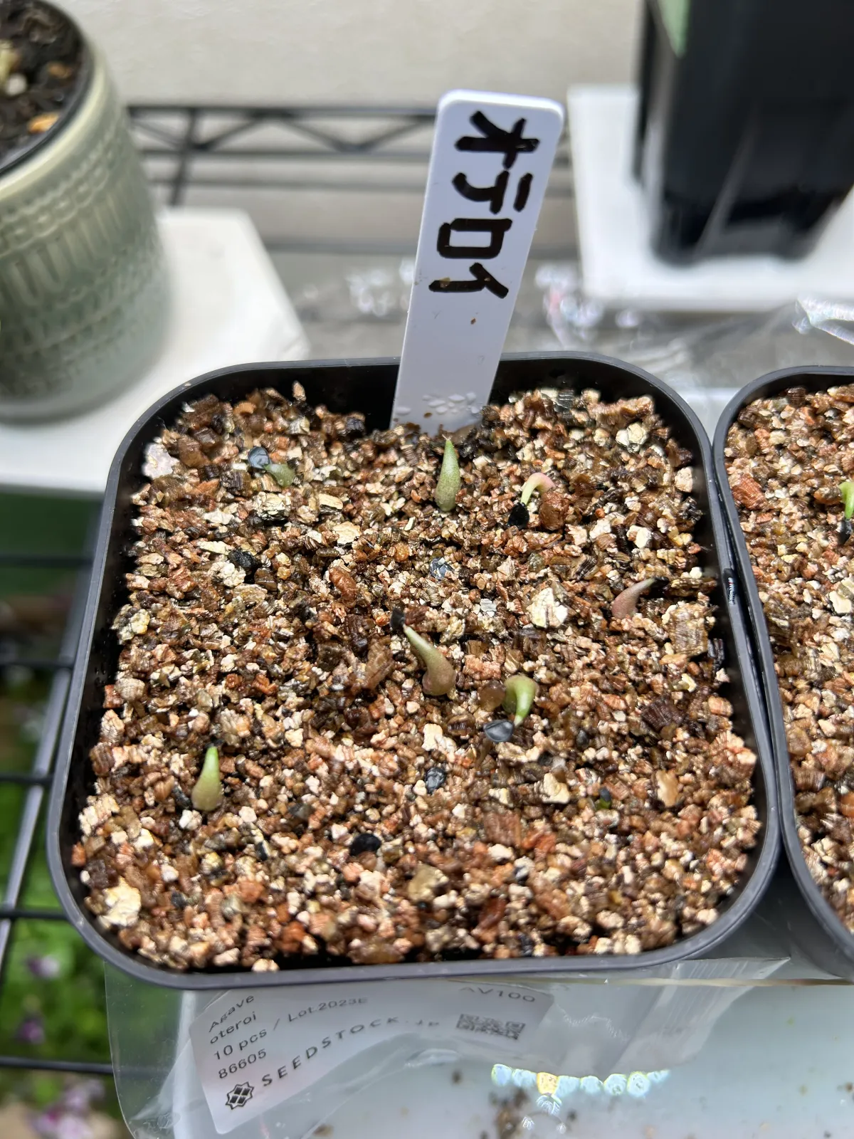 Agave oteroi Lot. (アガベ オテロイ)