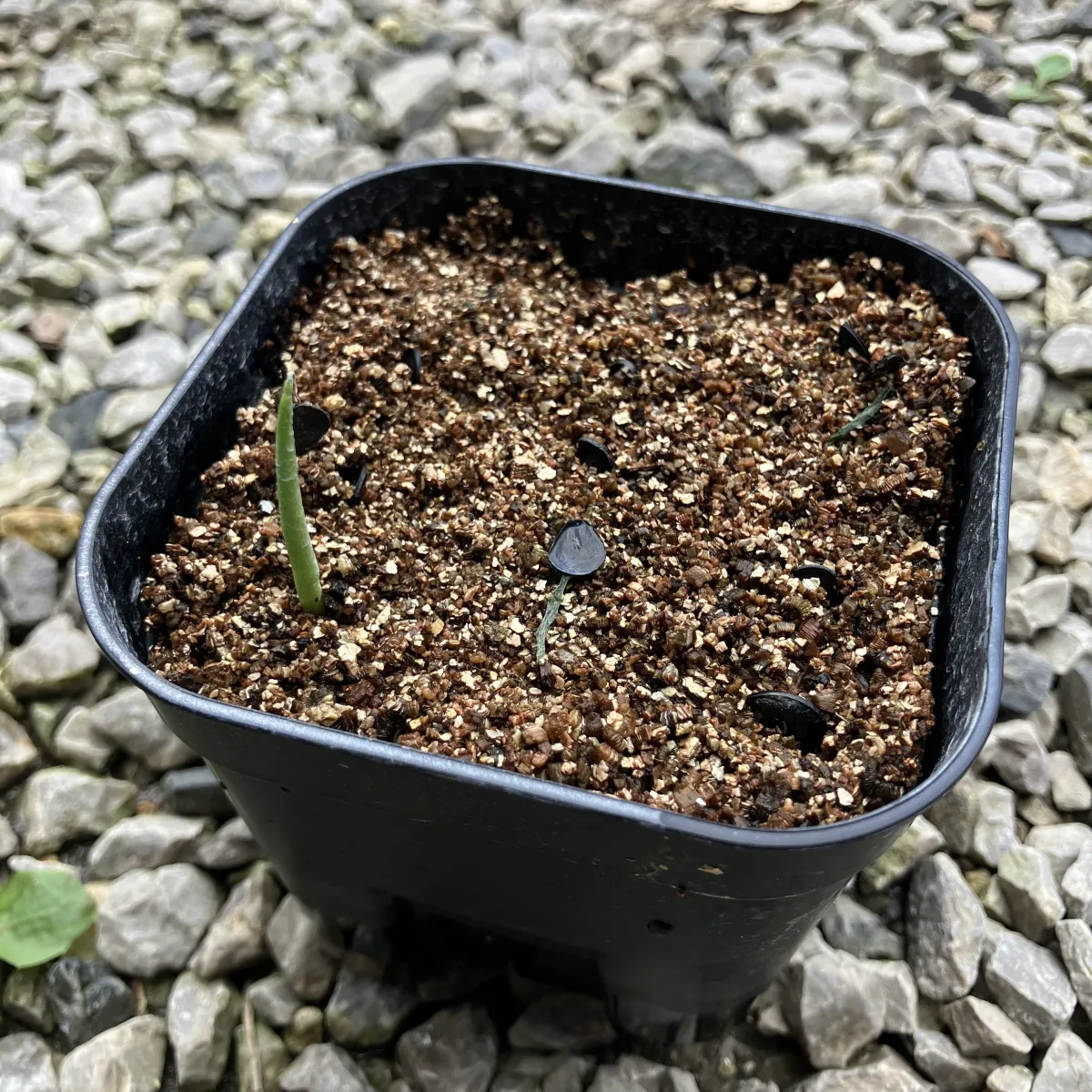 Agave turneri (アガベ タルネリー)
