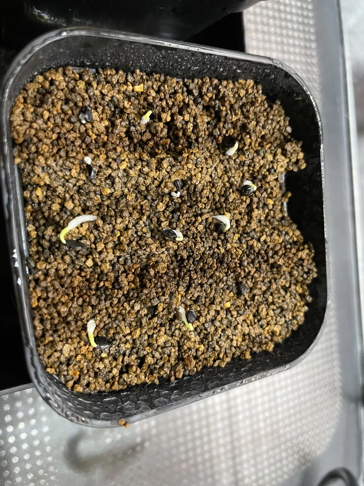 Agave utahensis var. eborispina Corkscrew (アガベ ユタエンシスコークスクリュー)