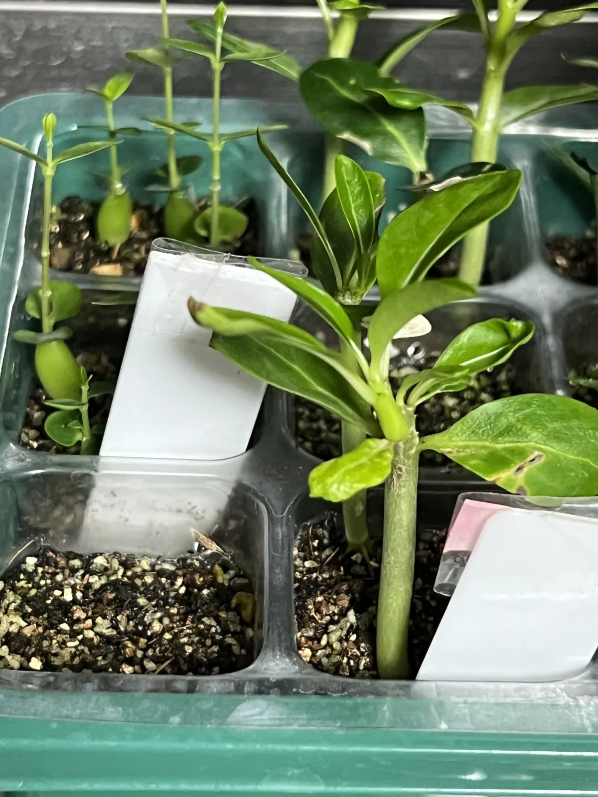 Pachypodium rutenbergianum var. rutenbergianum (パキポディウム ルテンベルギアナム)