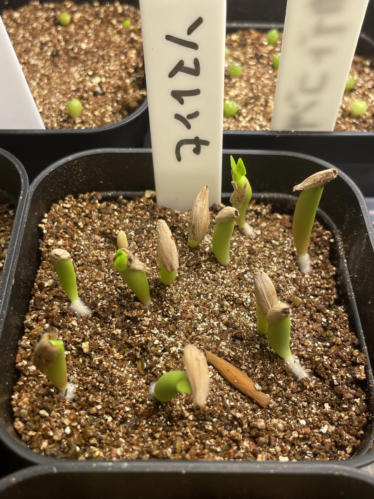 Adenium somalens (アデニウム ソマレンセ)