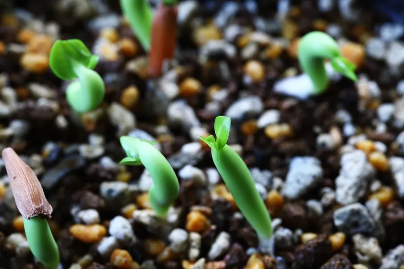Adenium arabicum Alien (アデニウム エイリアン)