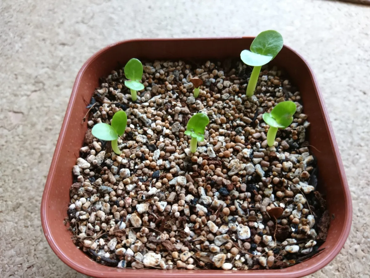 Pachypodium saundersii (パキポディウム サンデルシー)