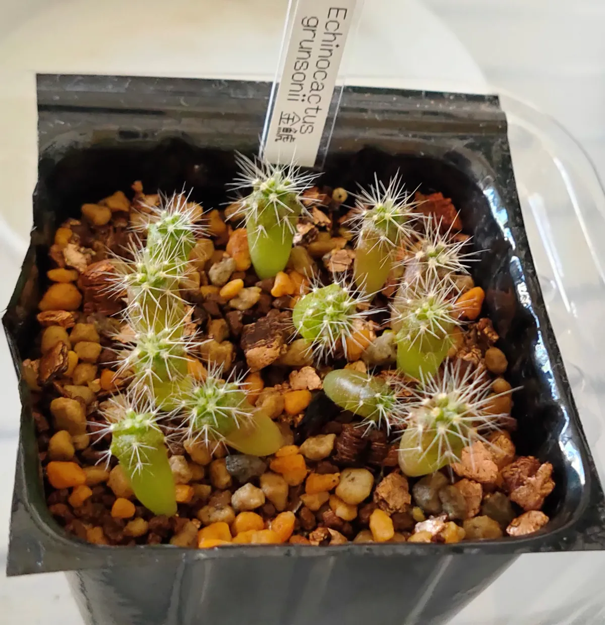 Echinocactus grusonii (エキノカクタス キンシャチ)