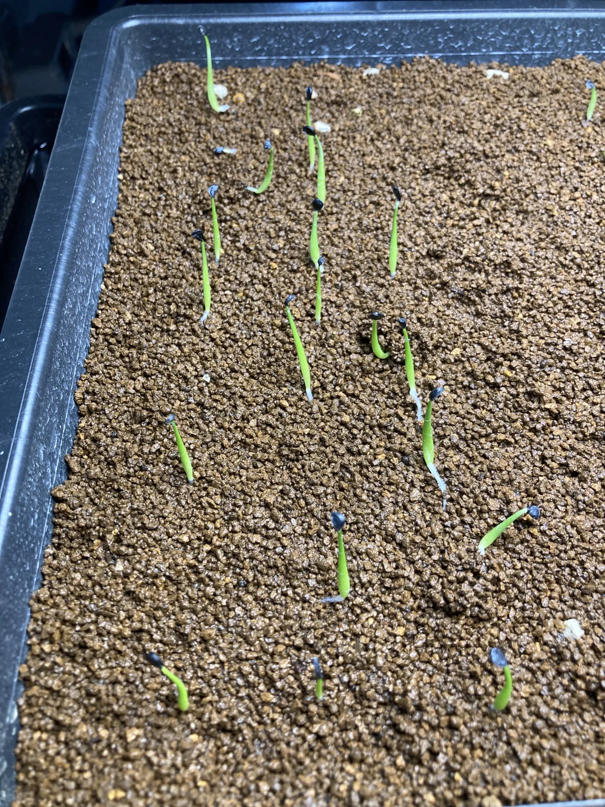 Agave utahensis var. eborispina Vegas (アガベ エボリスピナ ヴェガス)