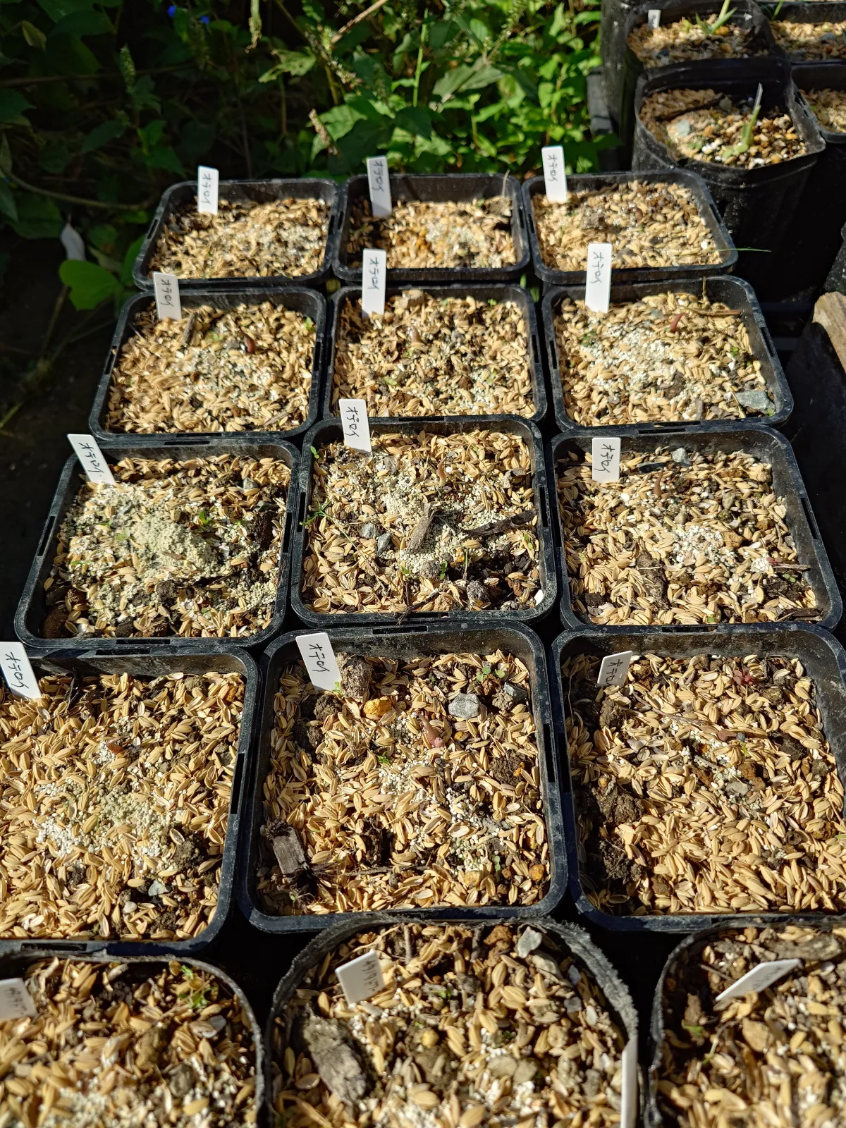 Agave oteroi Lot. (アガベ オテロイ)