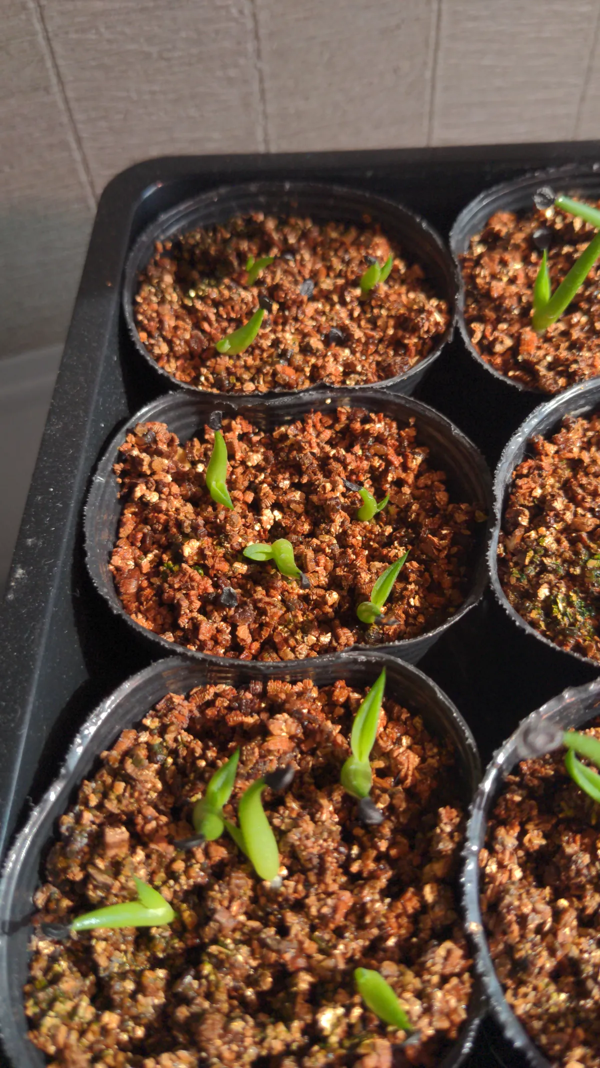 Agave victoriae-reginae ssp. swobodae (アガベ スワボダエ コンパクタ)