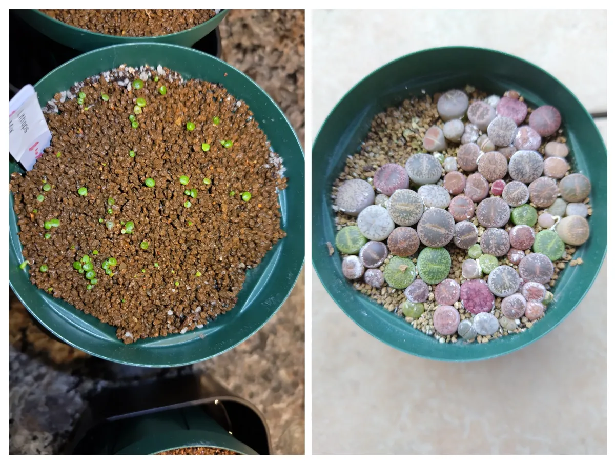 Lithops Mix Seeds (リトープス ミックス)