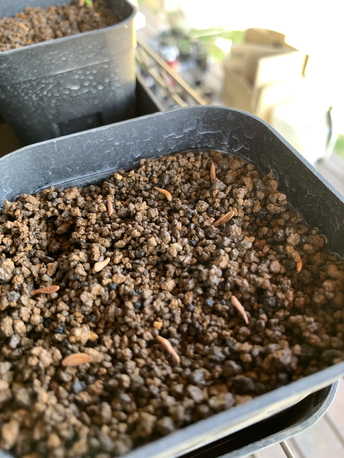 Pachypodium rosulatum var. gracilius ([無料種子] 発芽難 パキポディウム グラキリス　)