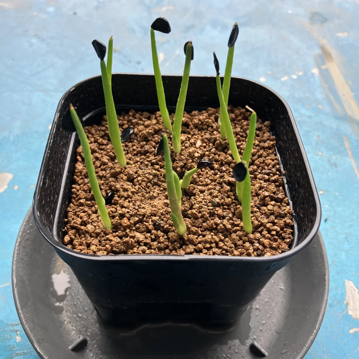 Agave parryi var. truncata (アガベ パリー トランカータ)