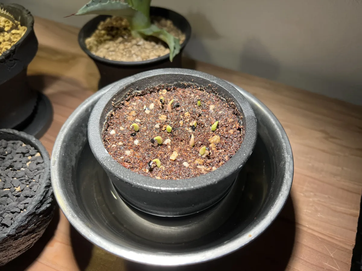 Agave oteroi Lot. (アガベ オテロイ)