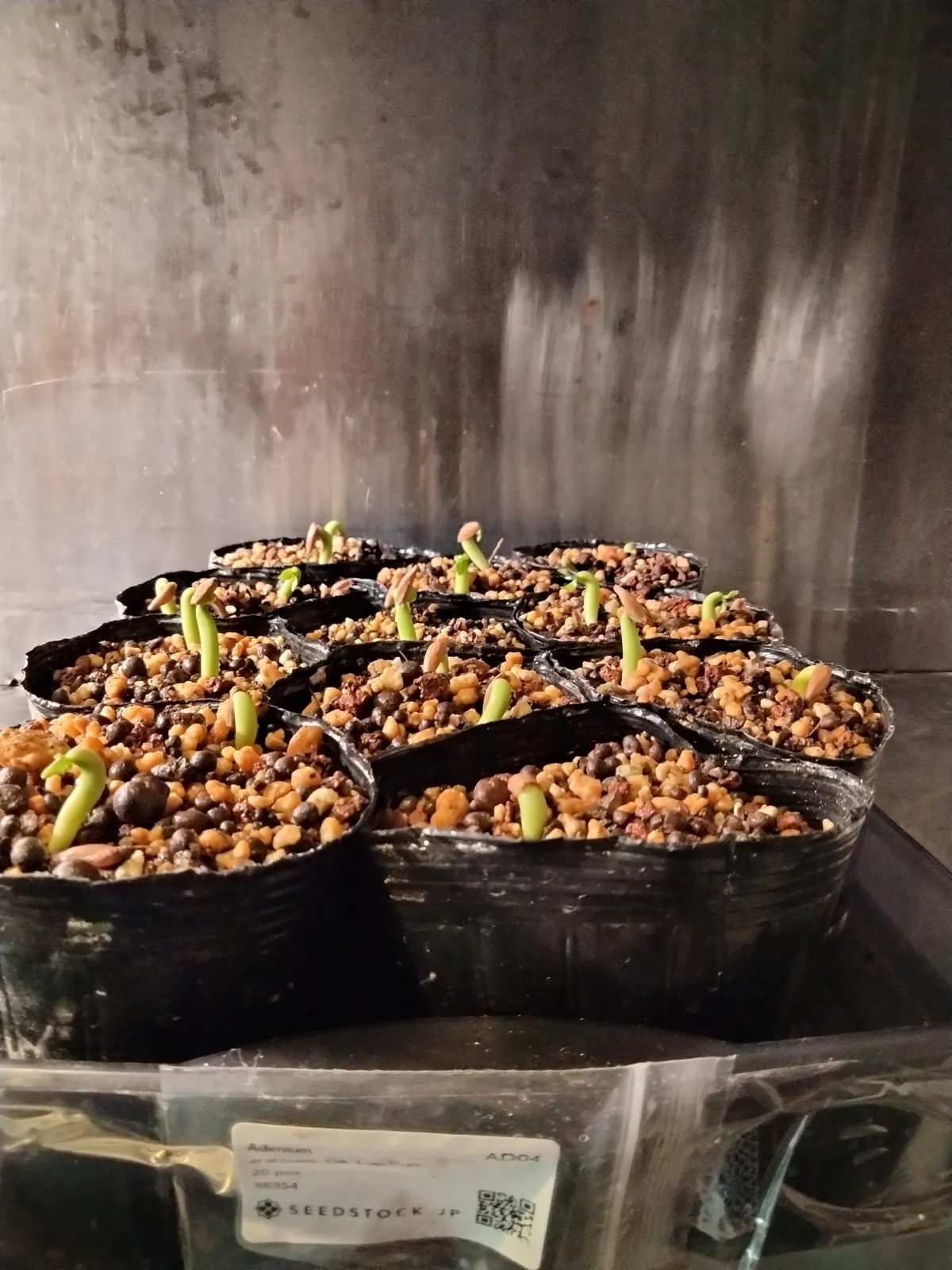 YLB Adenium arabicum Yak Lop Buri (アデニウム アラビカム)