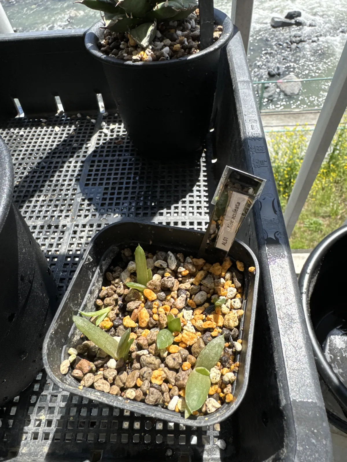 Aloe aculeata (アロエ アクレアータ)