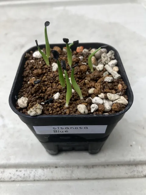 Agave titanota Blue Lot. (アガベ チタノタブルー)