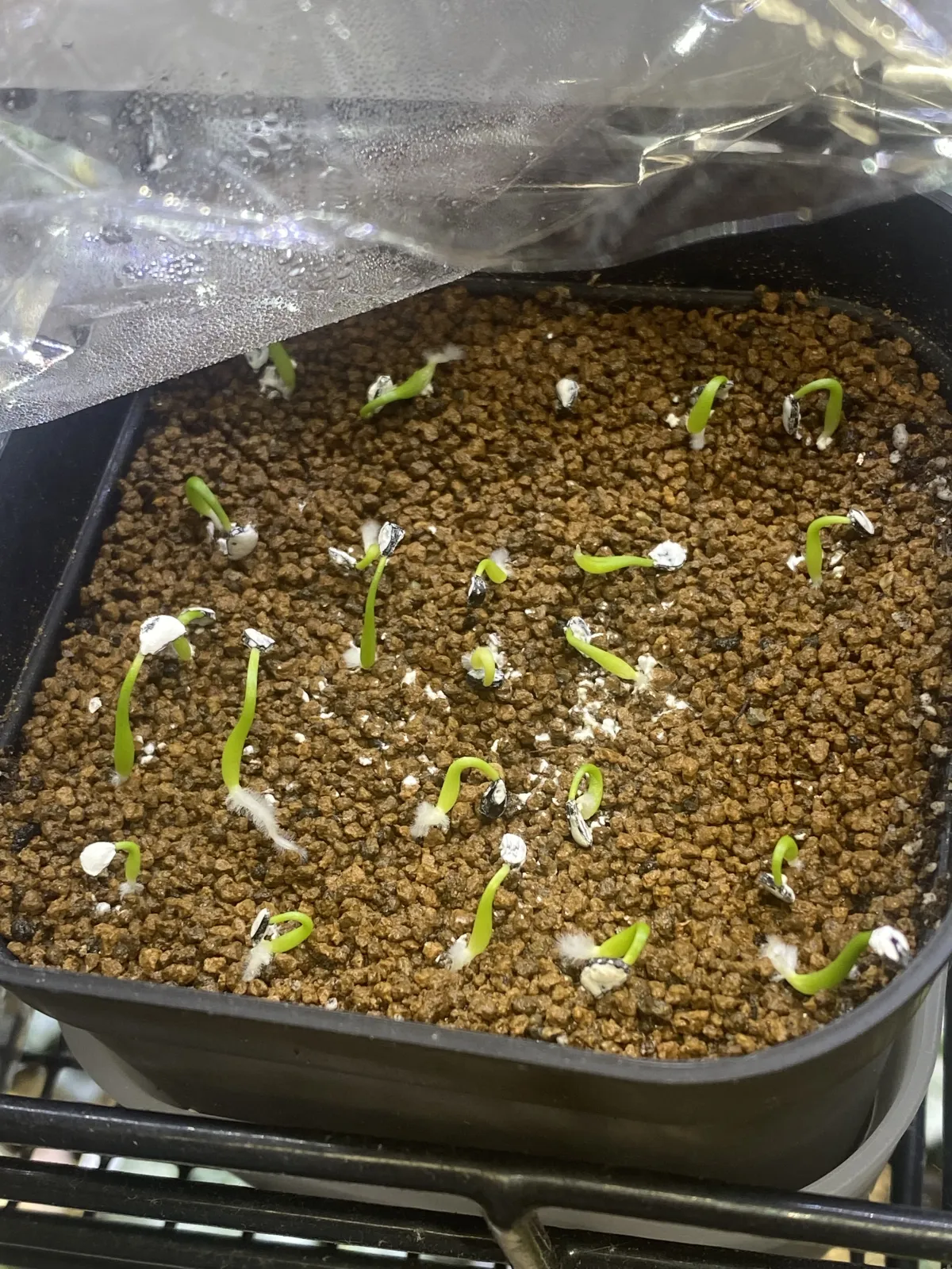 Agave utahensis var. eborispina (アガベ エボリスピナ ヘイフォード)
