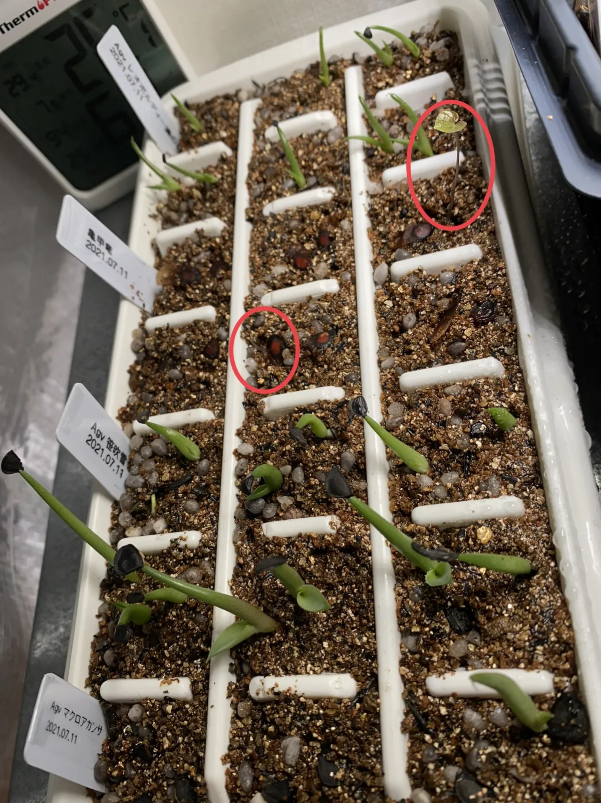 Dioscorea elephantipes (ディオスコレア エレファンティペス)