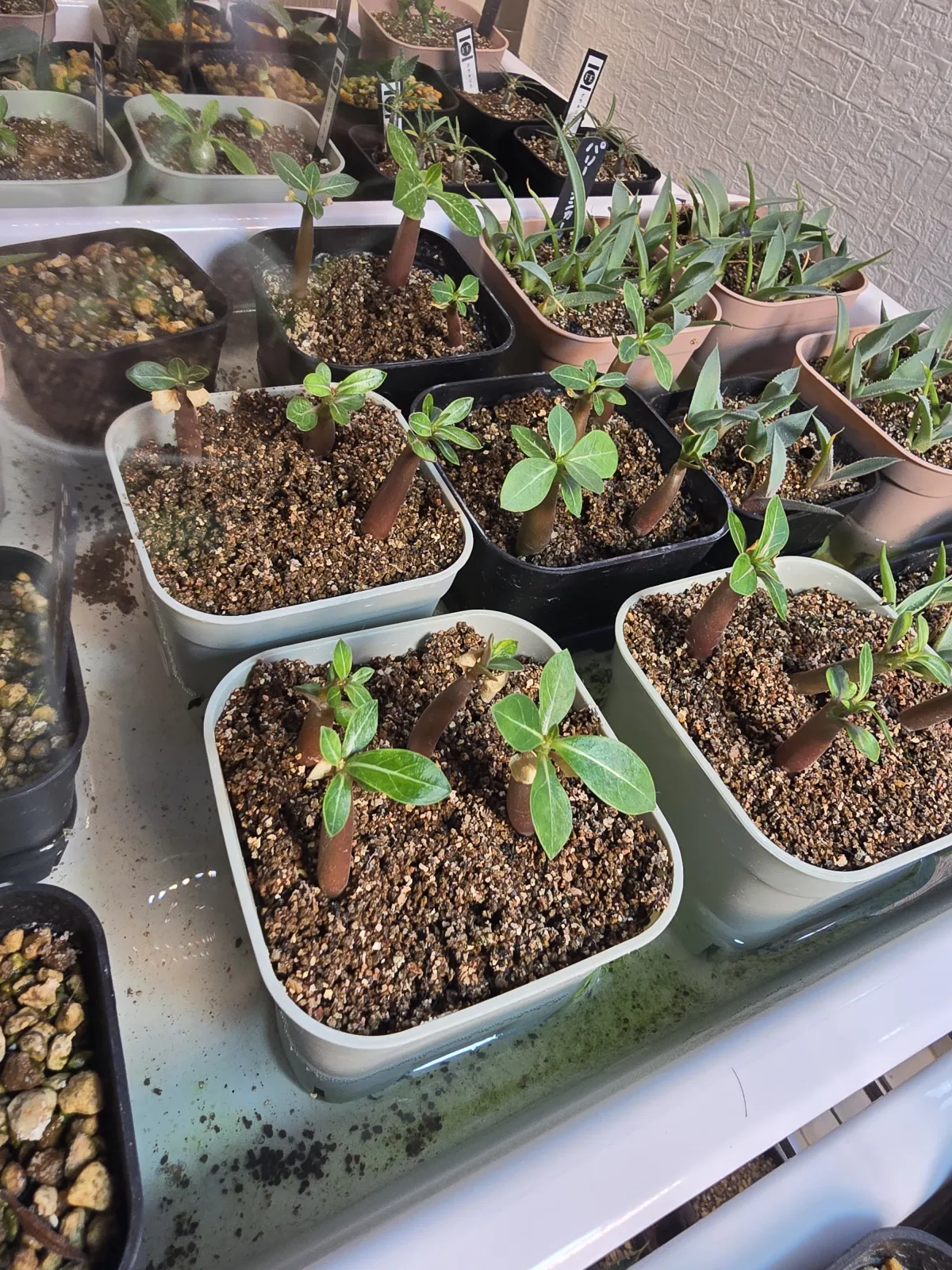 Adenium arabicum  Black (アデニウム アラビカムブラック)