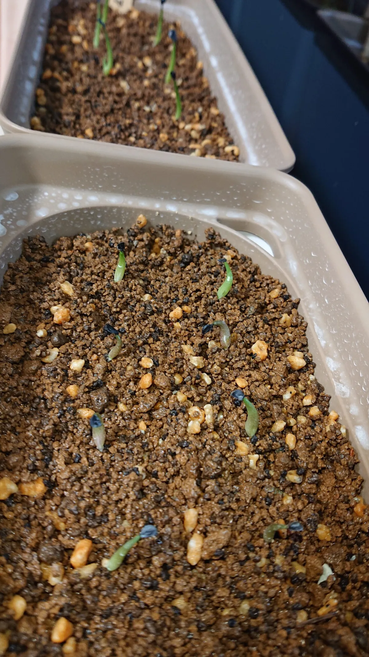 Agave titanota Blue Lot. (アガベ チタノタブルー)