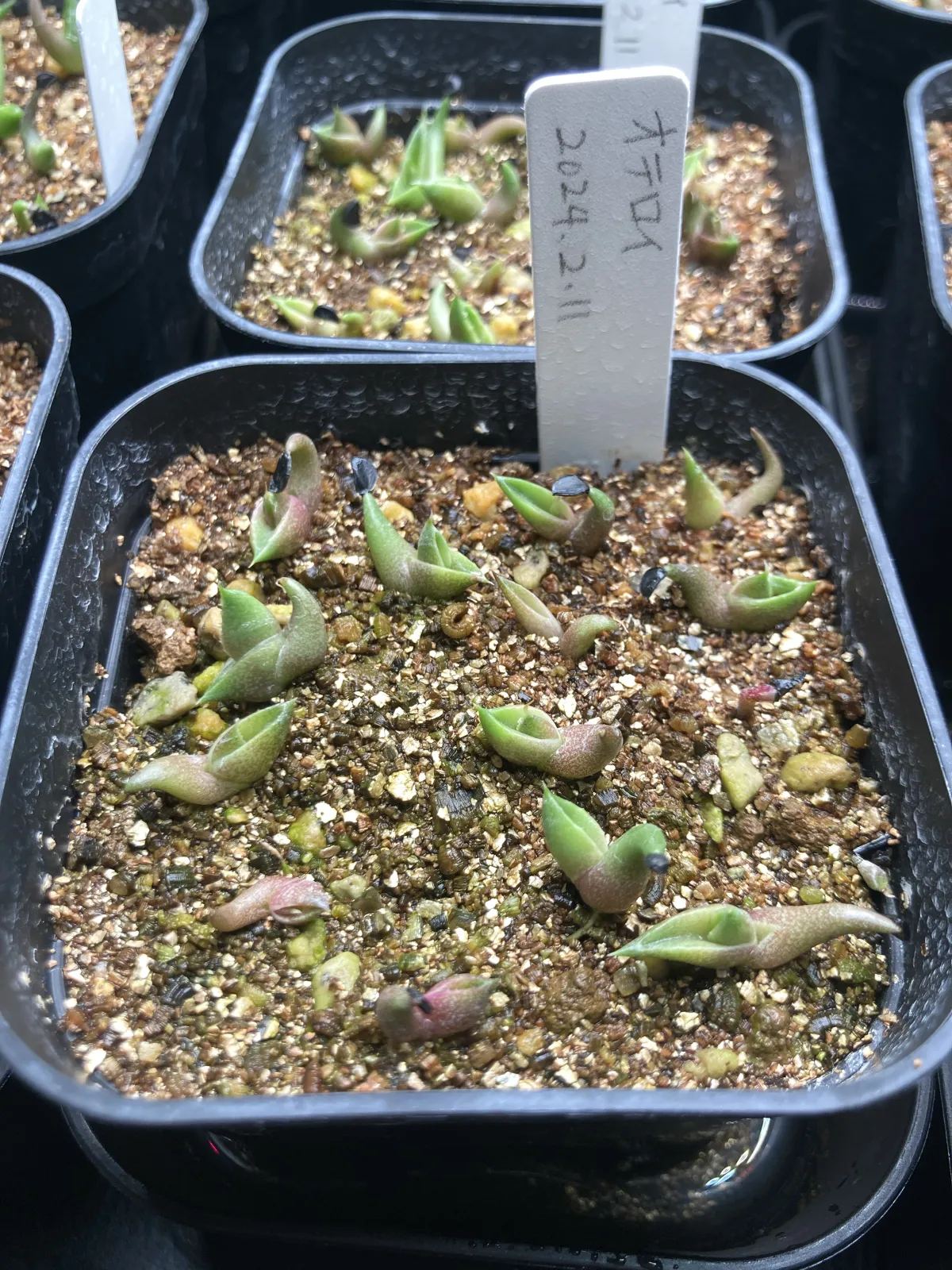 Agave oteroi Lot. (アガベ オテロイ)