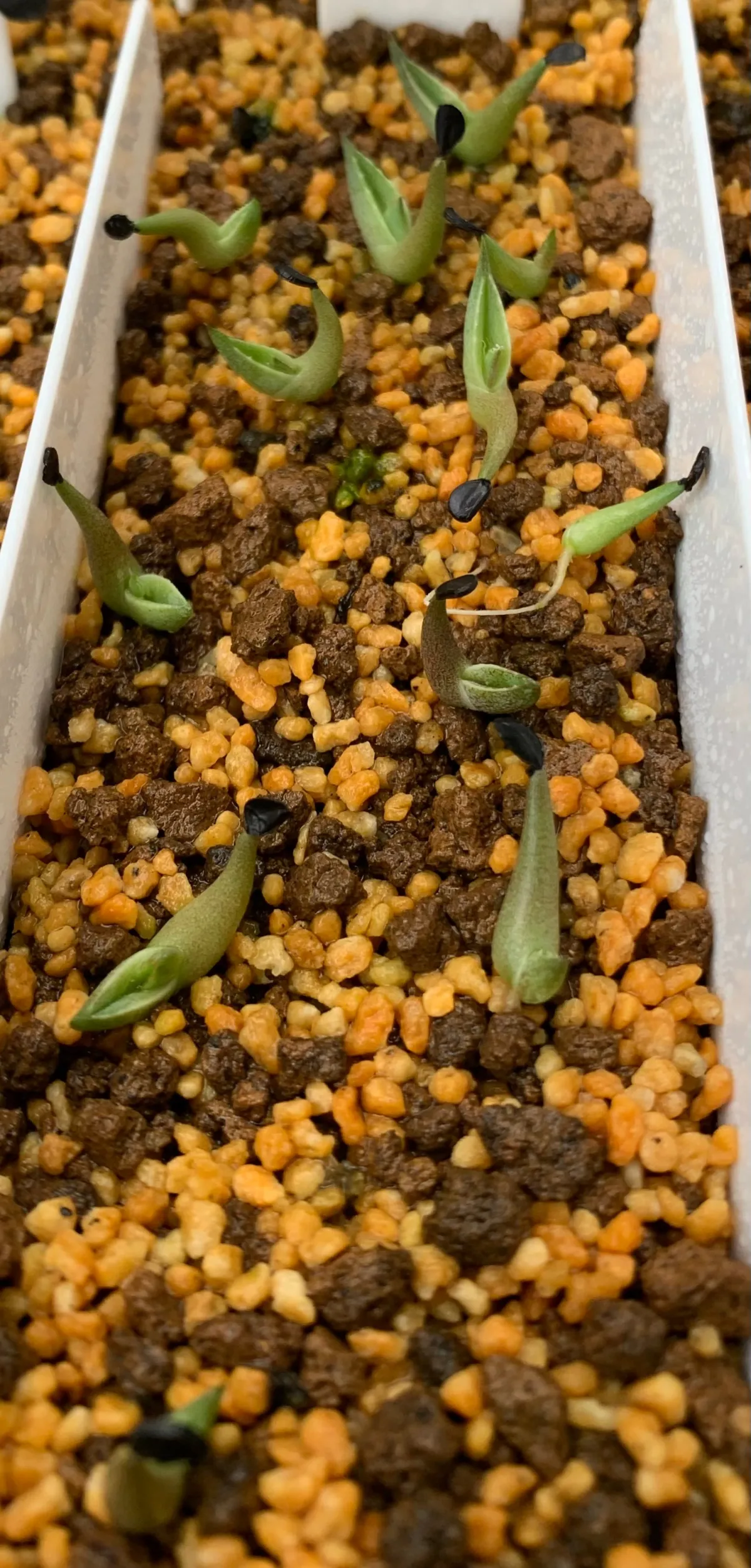 Agave victoriae-reginae ssp. victoriae-reginae (アガベ ビクトリアレジーナエ 笹の雪)