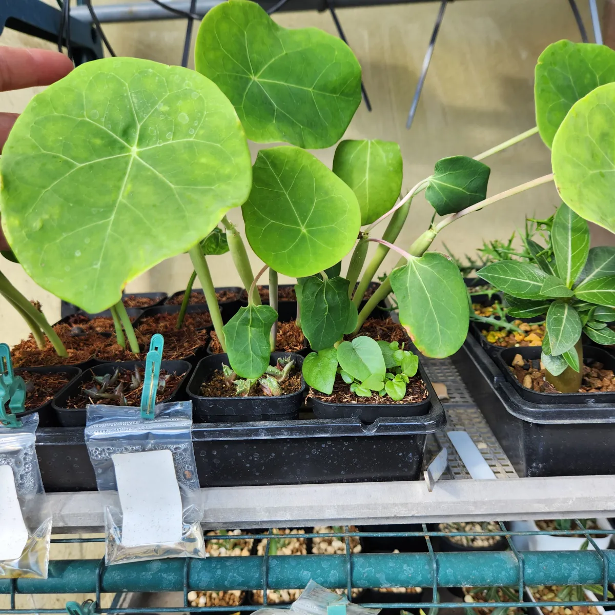 Jatropha podagrica yellow (ヤトロファ ポダグリカ イエロー)