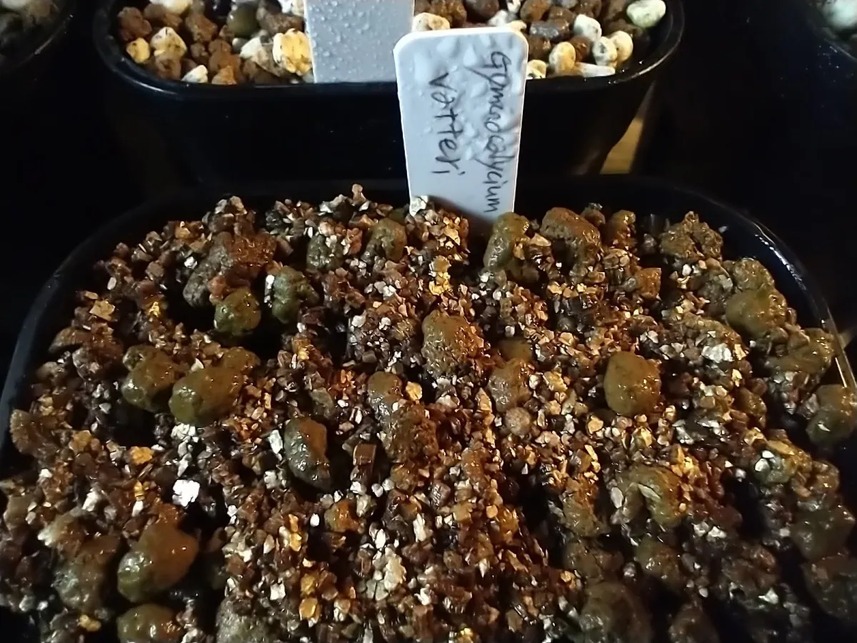 Gymnocalycium vatteri (ギムノカリキウム バッテリー)