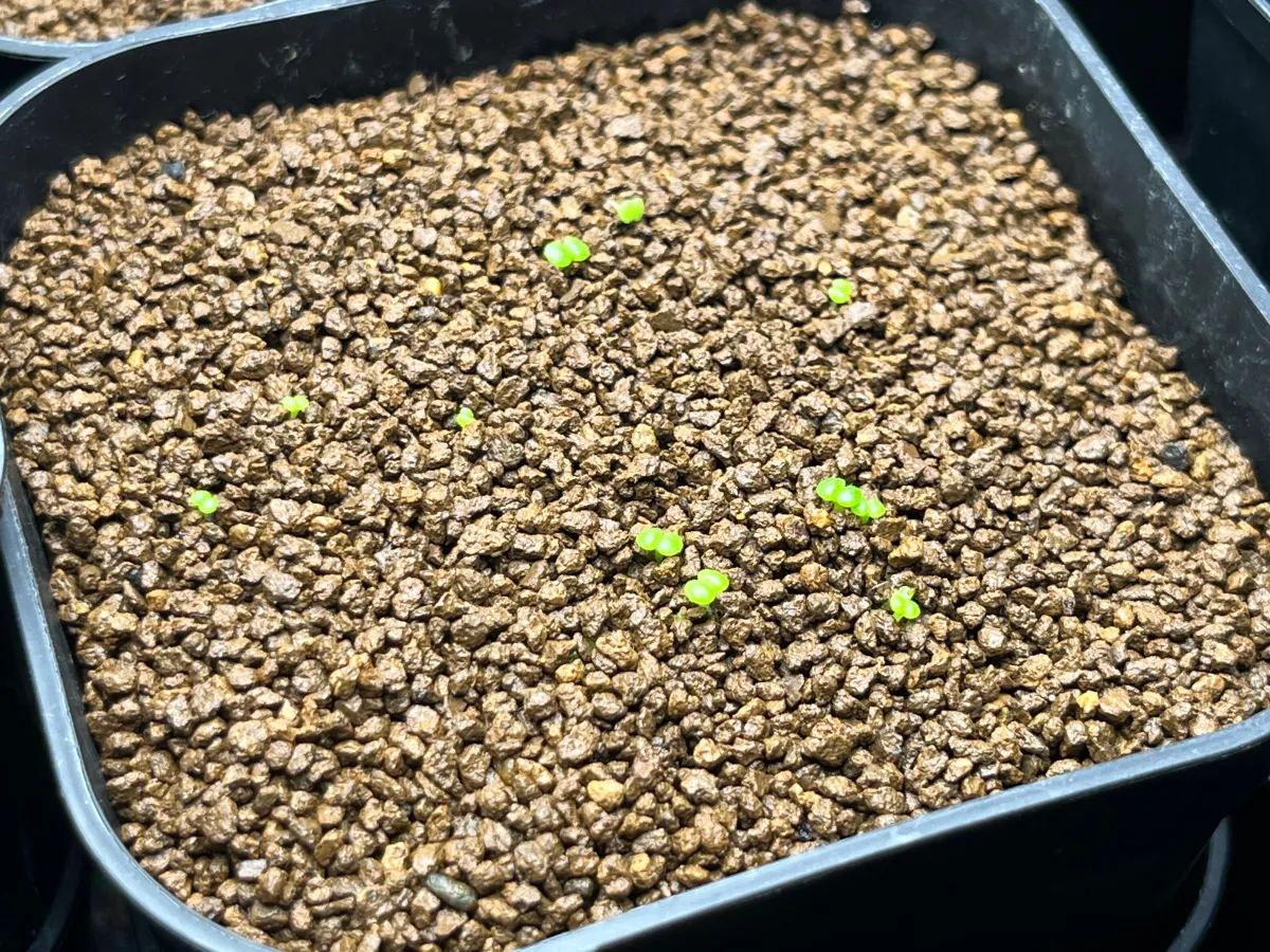 Tylecodon reticulatus (ティレコドン レティクラタス)