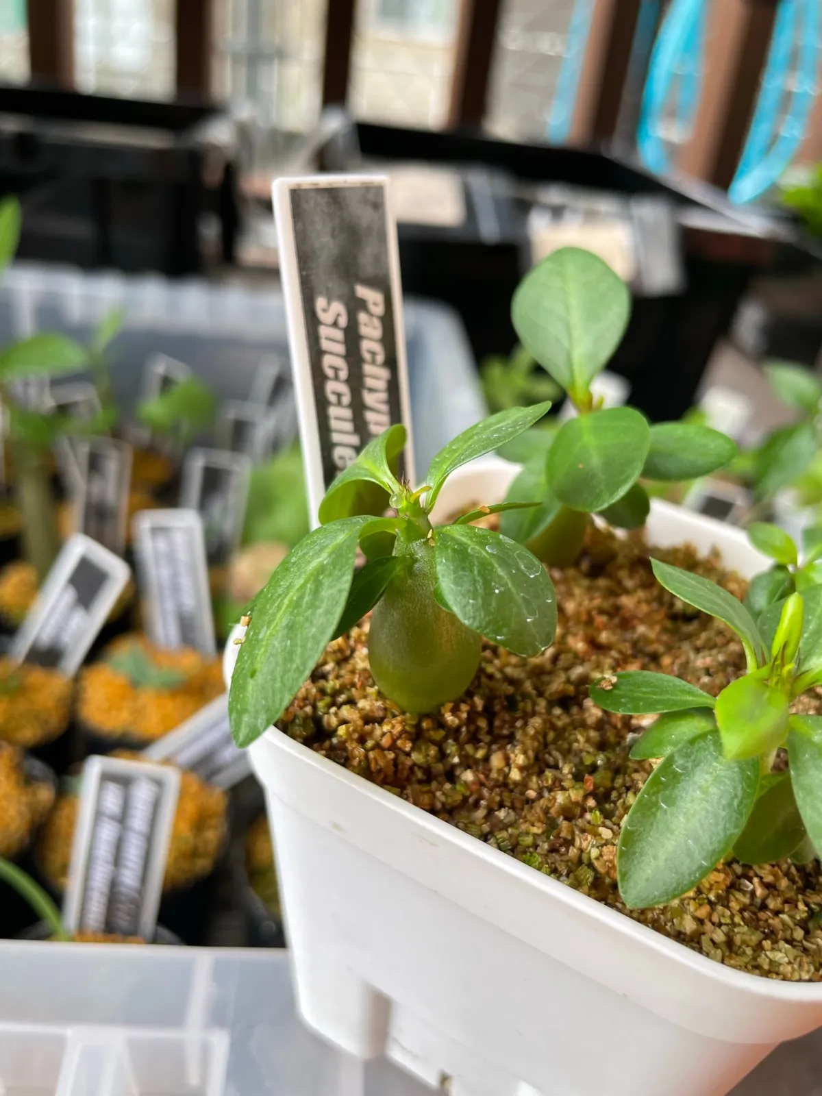 Pachypodium succulentum (パキポディウム サキュレンタム)