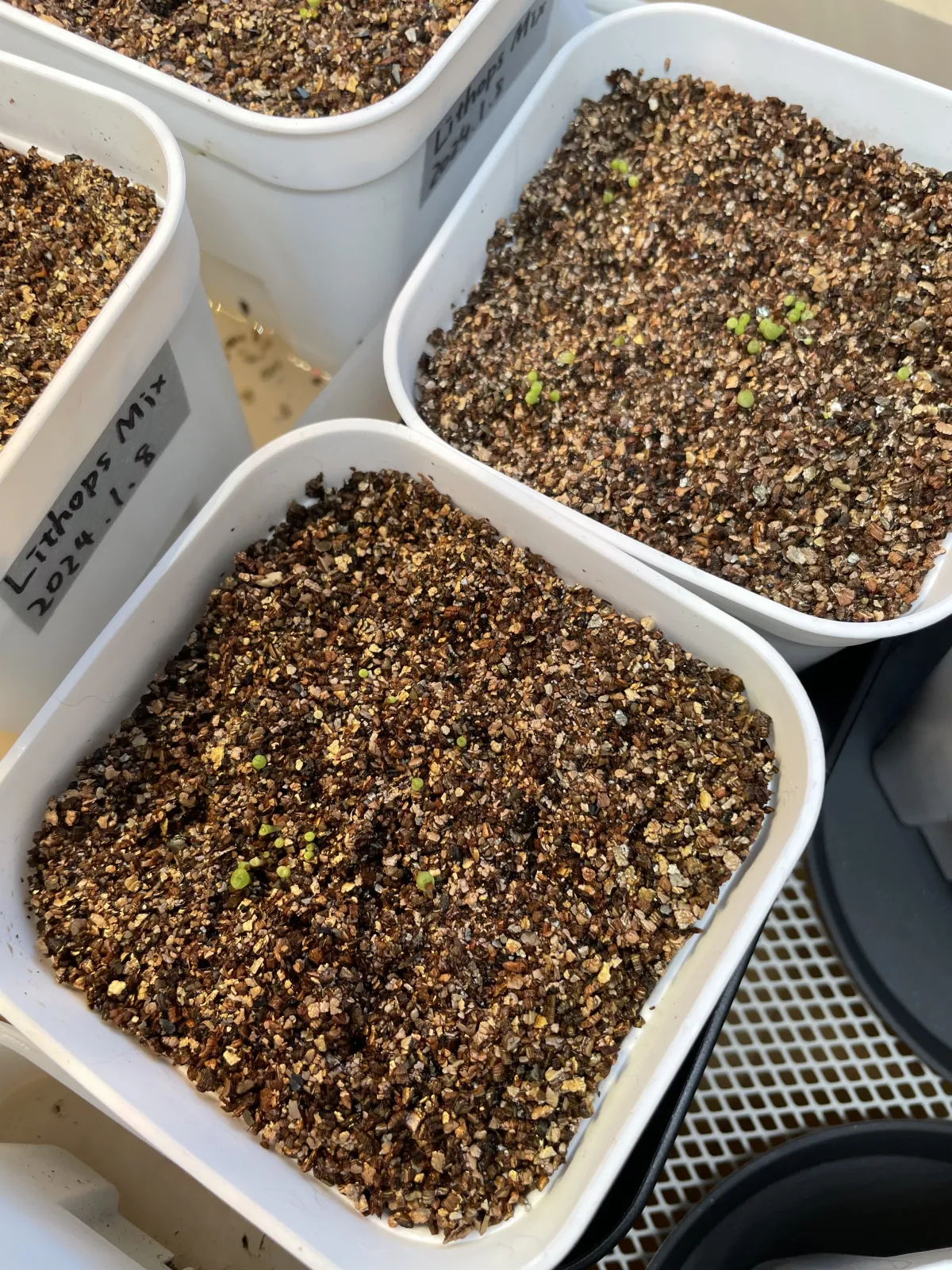 Lithops Mix Seeds (リトープス ミックス)