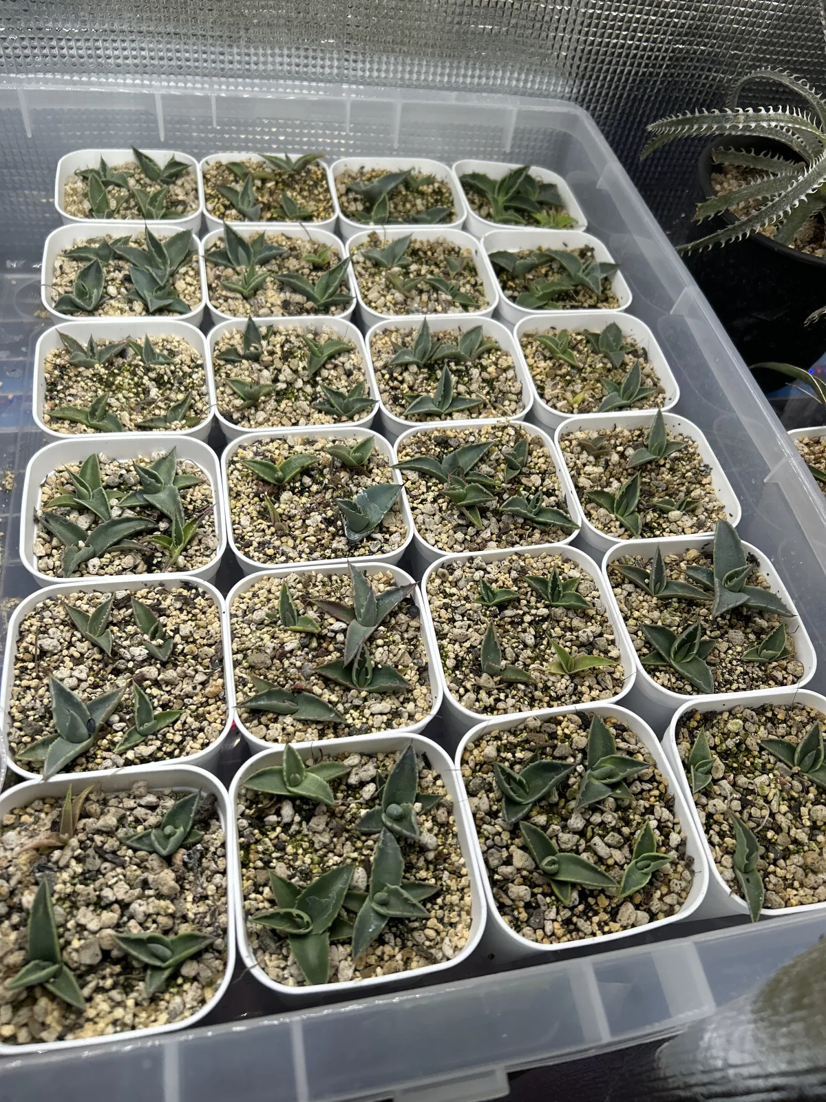 Agave parryi ssp. neomexicana (アガベ ネオメキシカーナ)