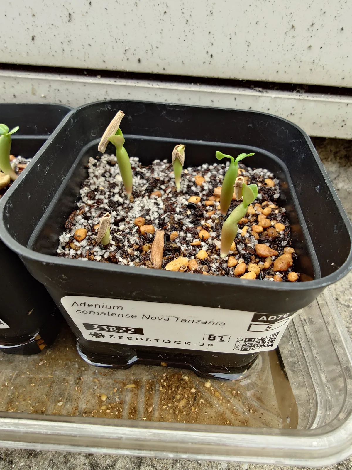 Adenium somalense  Nova Tanzania (アデニウム ノヴァ タンザニア)
