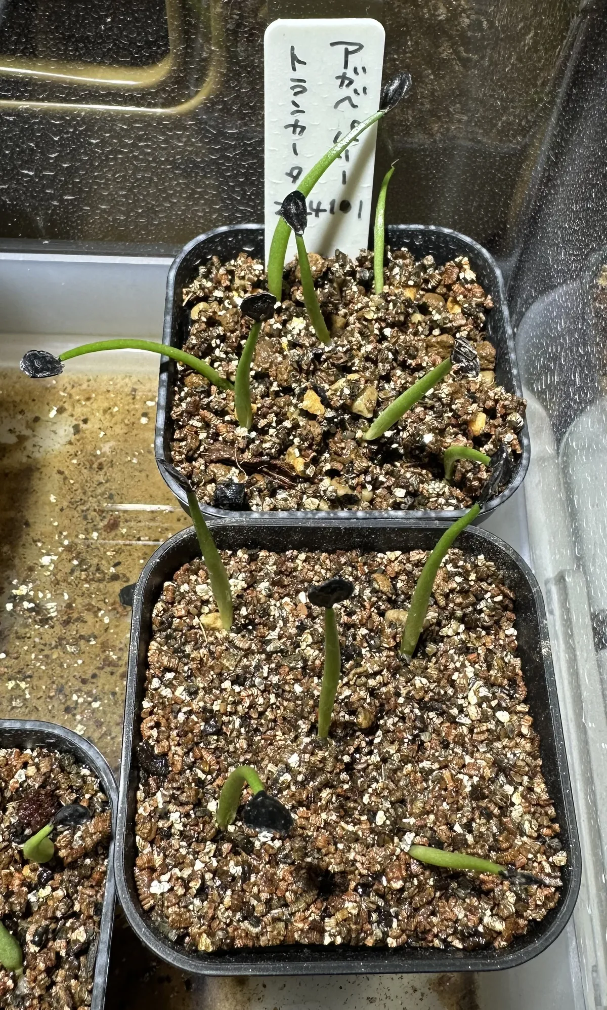 Agave parryi var. truncata (アガベ パリー トランカータ)