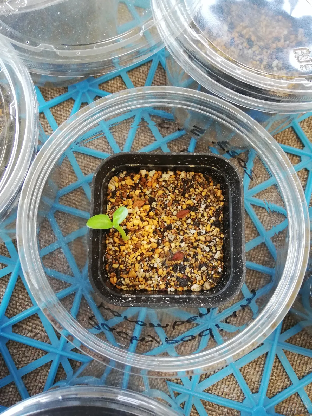 Pachypodium saundersii (パキポディウム サンデルシー)