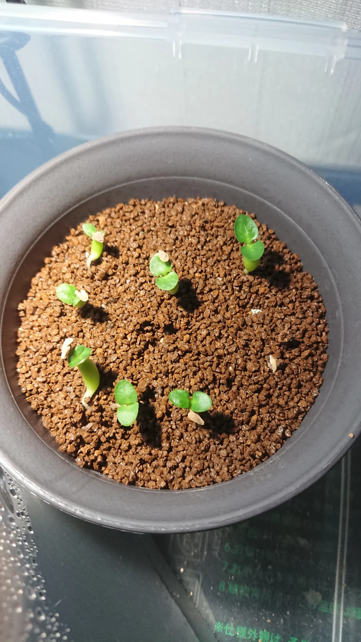 Pachypodium succulentum (パキポディウム サキュレンタム)