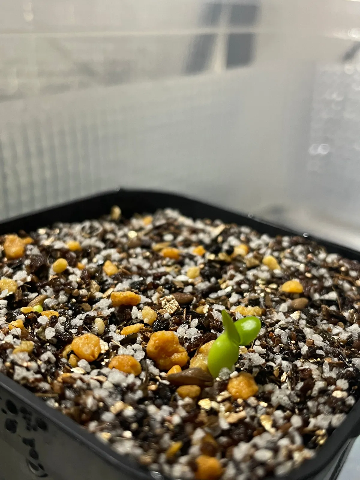 Pachypodium succulentum (パキポディウム サキュレンタム)