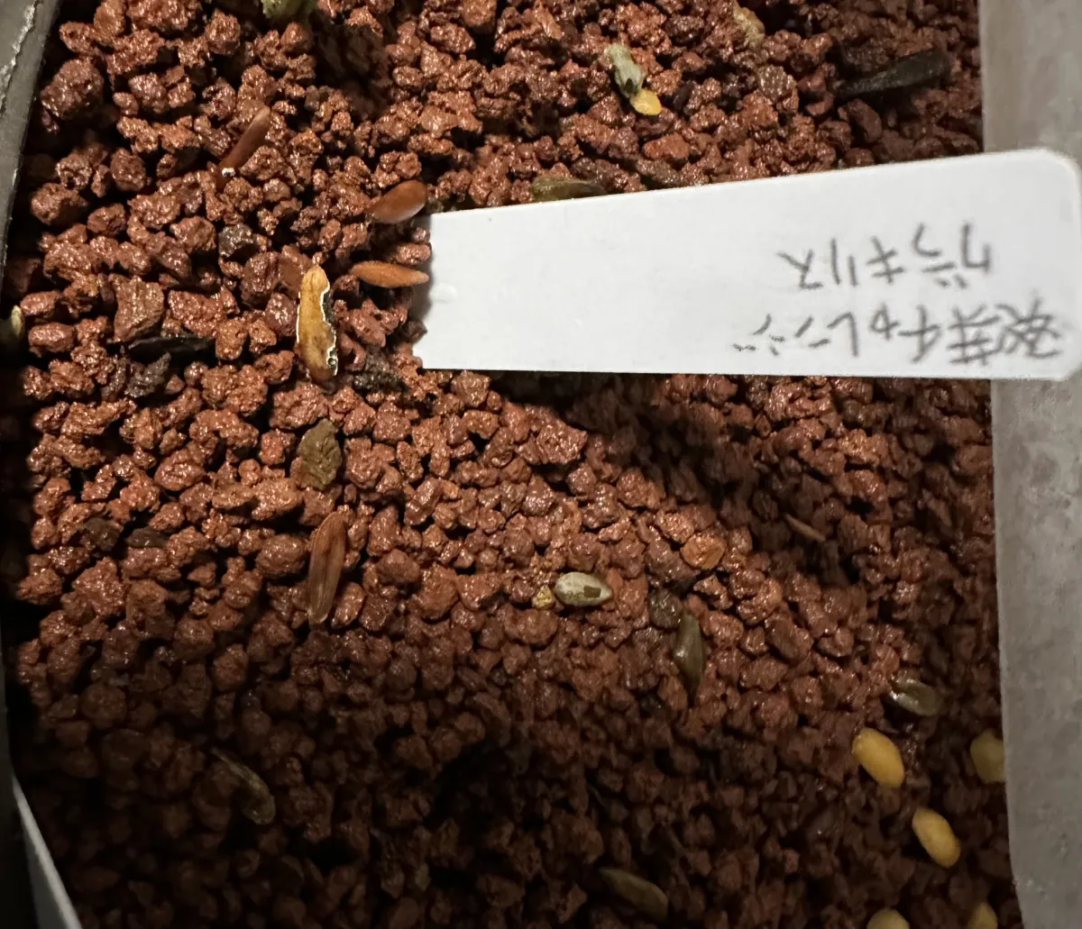 Pachypodium rosulatum var. gracilius ([無料種子] 発芽難 パキポディウム グラキリス　)