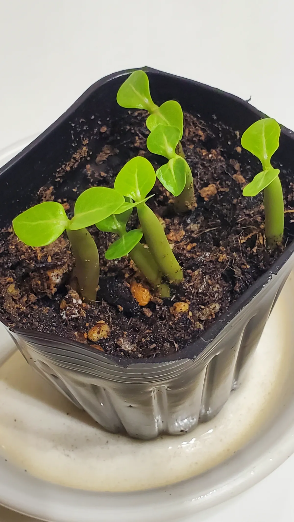 Adenium arabicum Godji (アデニウム アラビカムゴッジ)