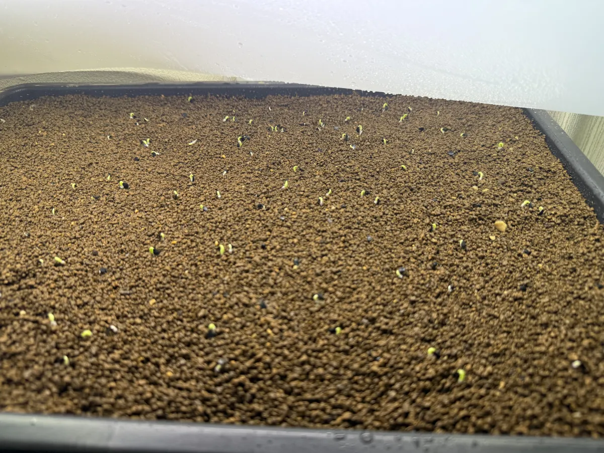 Agave oteroi Lot. (アガベ オテロイ)