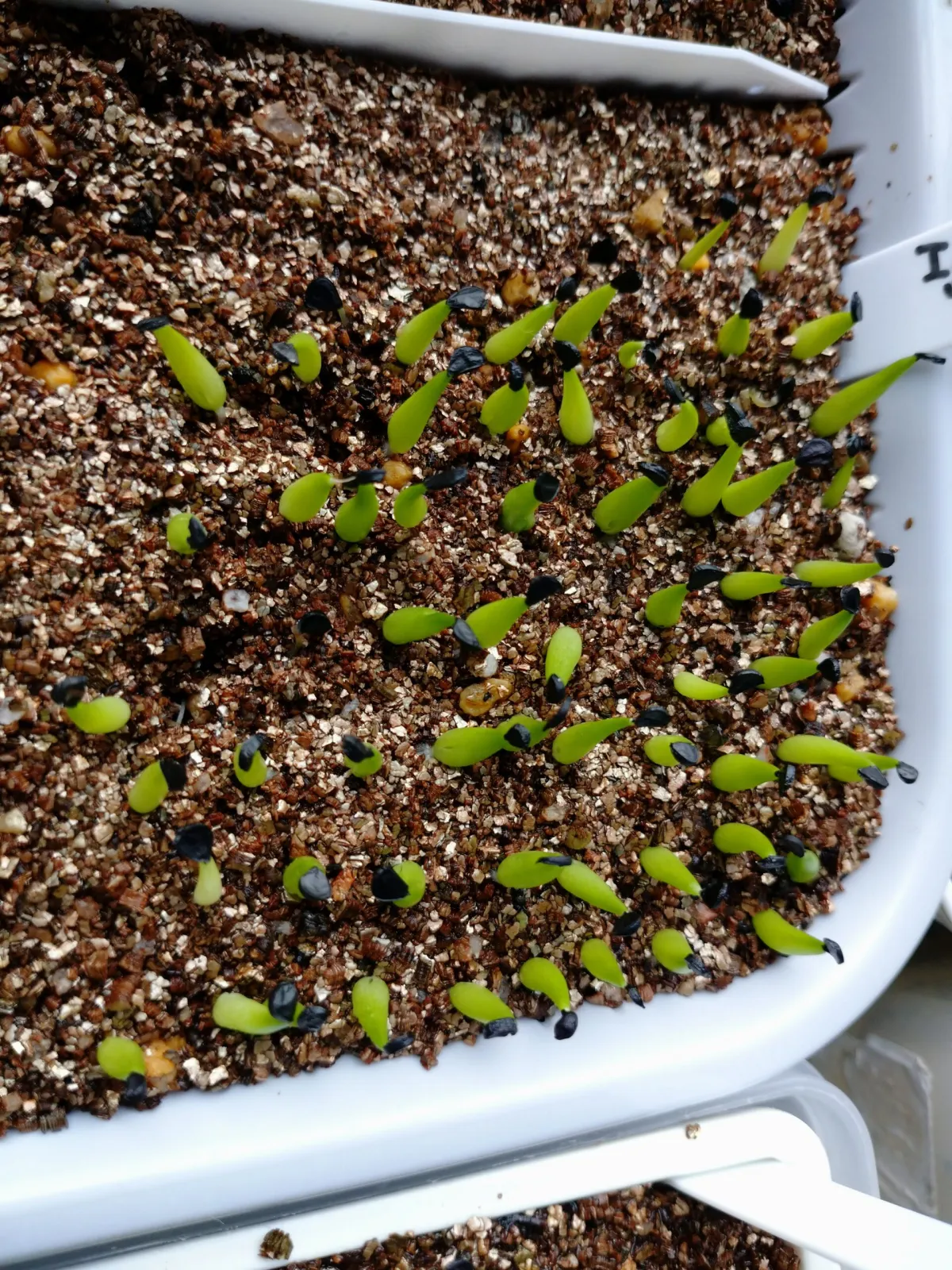 Agave victoriae-reginae ssp. swobodae (アガベ ビクトリアレジーナ スワボダエ)