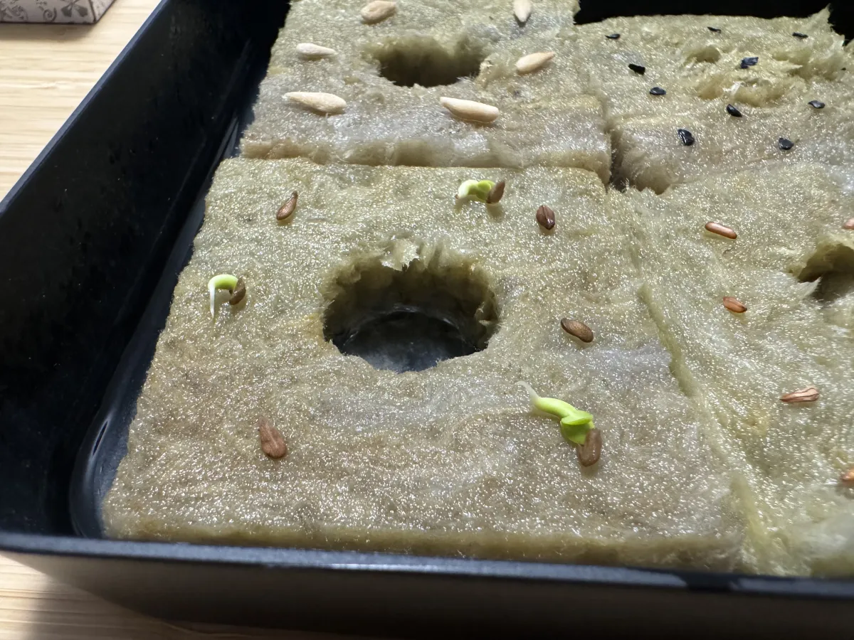 Pachypodium succulentum (パキポディウム サキュレンタム)