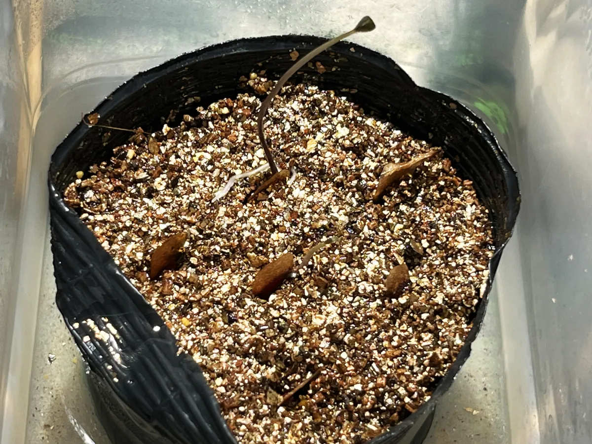 Dioscorea elephantipes (ディオスコレア エレファンティペス)