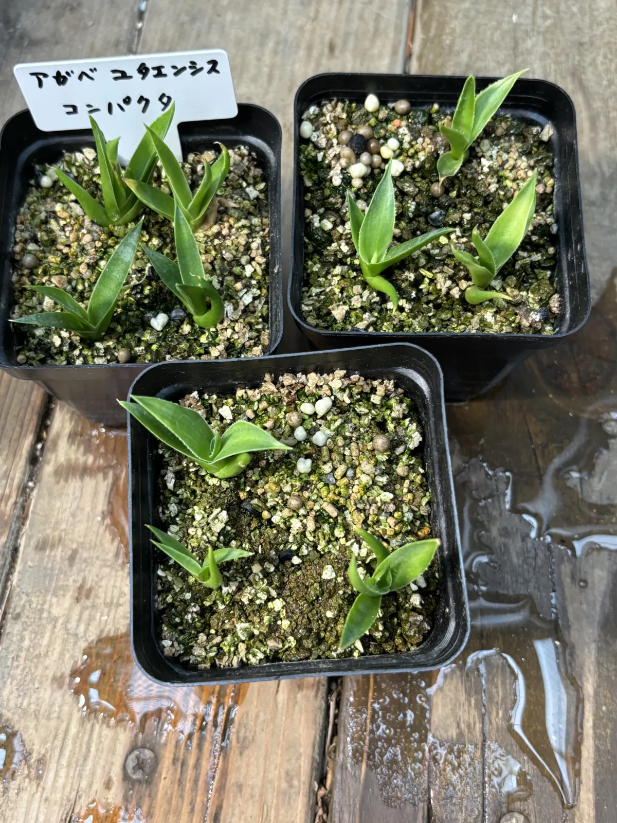 Agave utahensis ssp. utahensis Compacta (アガベ ユタエンシスコンパクタ)