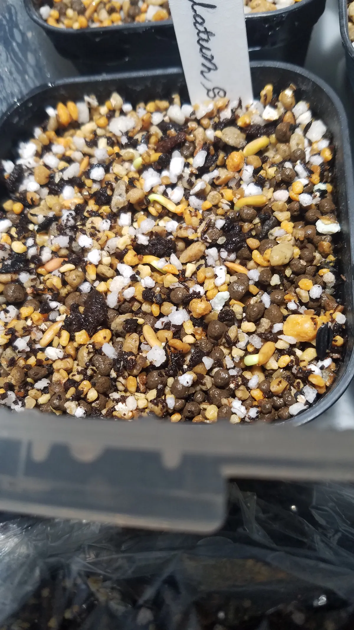 Pachypodium rosulatum (パキポディウム ロスラーツム)