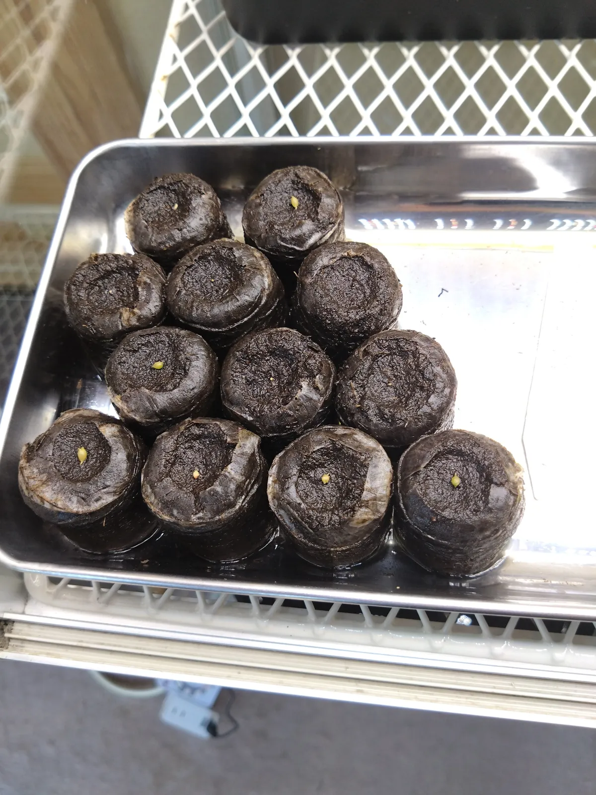 Copiapoa  hypogaea cv. Lizard Skin (コピアポア リザードスキン)
