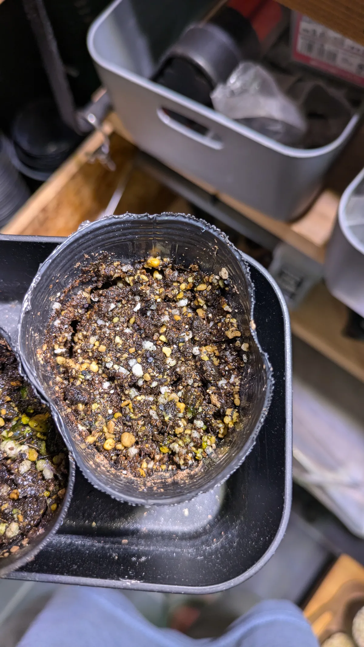 Ariocarpus retusa ssp. trigonus (アリオカルプス トリゴナス)